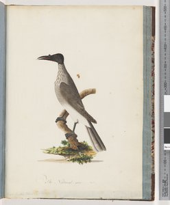 Pagina 95. Noisy Friarbird. Knob-fronted Honeyeater door Unknown artist