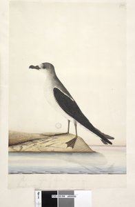 Vogel van Norfolk Island