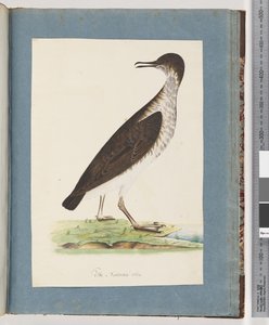 Pagina 96. Onbekende Vogel door Unknown artist