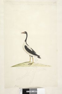 Deze vogel is ongeveer zo groot als een gans. Hieronder is een omtrek van de voet getekend op ware grootte Pied Goose Anseranas semipalmata, 1791-92 door Unknown artist