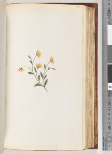 Pagina 98. Onbekende plant door Unknown artist