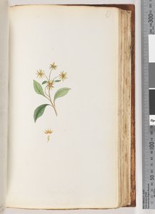 Ongeïdentificeerde plant