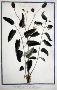 Pimprenelle: Pimpinella Sanguisorba major door Unknown artist