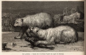 IJsberen op het pakijs, slaan een zeehond die ze net hebben gevangen. Gravure ter illustratie van de reis naar de vrije zee van de Noordpool, door dokter Hayes, chirurg van de Amerikaanse marine, in 1860-1862, gepubliceerd in 