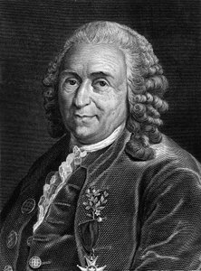 Portret van Carl Von Linné Zweedse natuuronderzoeker en schrijver (1707 - 1778). Gravure uit de 19e eeuw.