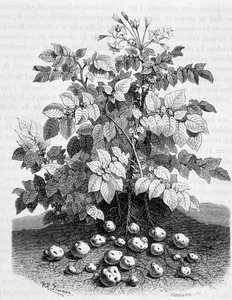 Aardappel en zetmeelhoudende knollen van zijn wortels - Vijgenboom door Unknown artist