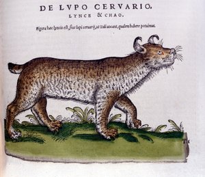 Voorstelling van een lynx (wolf - hert) - Historia Animalium door Conrad Gesner, Tiguri