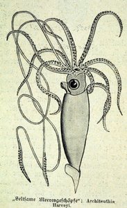 Representatie van een Architeuthis Harveyi, reuzeninktvis door Unknown artist