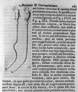 Weergave van hondenspermatozoïden. Beschrijving door de Nederlandse handelaar en wetenschapper Antoine van Leeuwenhoek (1632-1723). Gravure uit 