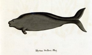 Rhytina Stelleri ook wel zeekoe van Steller genoemd, exemplaar verdwenen in de 18e eeuw. door Unknown artist