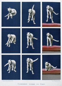 Serie van frames van een vallende kat, c.1895 door Unknown artist