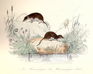 Spitsmuis en waterspitsmuis ingedeeld volgens de nomenclatuur van Linneene en Cuvier (gravure)