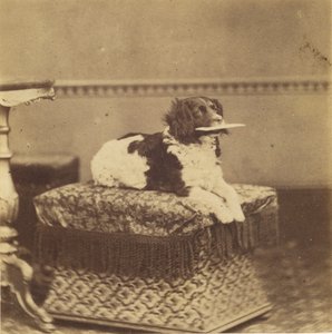 [Zittende hond met een bundel in zijn bek]. door Unknown artist