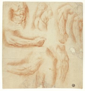 Schetsen van armen, mannelijke romp en rug door Unknown artist