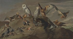 Studie van Vogels
