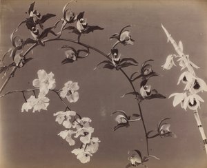 Studie van Orchideeën door Unknown artist
