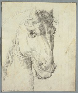 Studie van een Paard