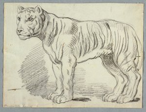 Studie van een Tijger door Unknown artist