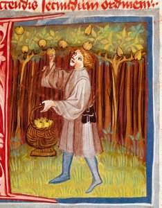 Het plukken van fruit Miniatuur uit 
