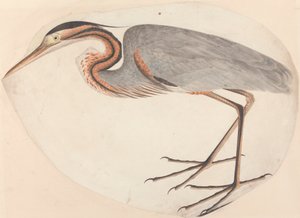 De purperreiger door Unknown artist
