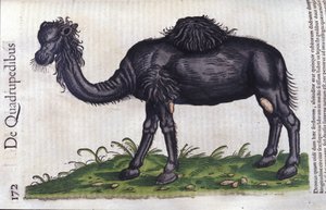 De kameel uit Historiae animalium door Konrad Gesner, Tiguri