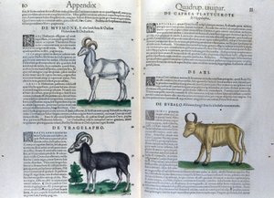 De dubbele pagina van de viervoeters in Historia Animalium door Conrad Gesner (1516 - 1565), Tiguri