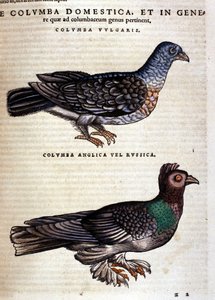 De duif na de Historia Animalium van Conrad Gesner, Tiguri 1560. Biblioteca nazionale Braidense. Milaan door Unknown artist