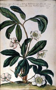 De helleborus of zwarte nieskruid, ook wel kerstroos genoemd. 18e eeuw door Unknown artist