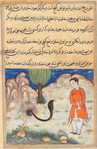 De prins, een zoon van de heerser van Sistan, gaat in dienst bij een slang, uit een Tuti-nama (Verhalen van een Papegaai): Zevenendertigste Nacht door Unknown artist