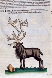 Het rendier na Historiae animalium door Konrad Gesner, Tiguri door Unknown artist