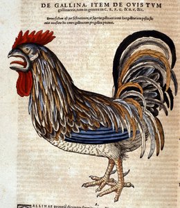 De haan na de Historia Animalium door Conrad Gesner, Tiguri 1560. Biblioteca nazionale Braidense. Milaan door Unknown artist