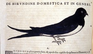 De zwaluw na Historiae animalium door Konrad Gesner, Tiguri