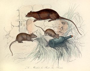 Drie dieren: muis, rat en mol, ingedeeld volgens de nomenclatuur van Linneene en Cuvier (gravure)