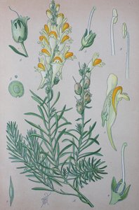 Echte vlasleeuwenbek (Linaria), plantensoort van het geslacht, gewone vlasleeuwenbek door Unknown artist