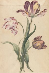 Tulpen