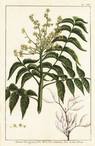 Lakboom, Ailanthus altissima, of wasboom, Rhus succedanea