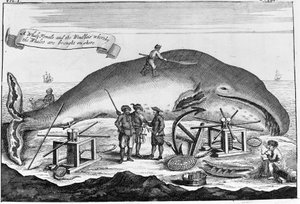 Walvisvangst: aan wal wordt een potvis schoongemaakt. Losse gravure uit een boek van het begin van de 18e eeuw