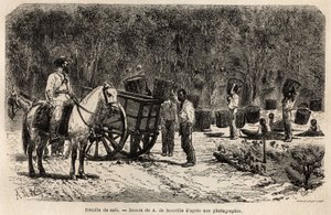 Wanneer de koffie wordt verzameld, verzamelen en vervoeren de mannen de zware manden gevuld met koffiebonen, terwijl de kinderen de pulp schoonmaken die de koffiebonen omringt. Gravure ter illustratie van de reis naar Brazilië, verhaal door M. en Mme Agass door Unknown artist