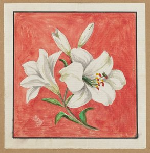 [Witte Lelie].