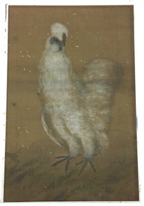 White Rooster