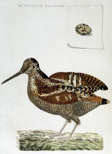 Houtsnip en ei (scolopax rusticola) - gravure