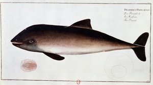 Zoölogie: bord met een bruinvis, waterzoogdier. Prent uit het begin van de 18e eeuw B.N. Parijs door Unknown artist