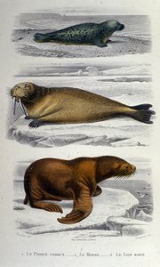 Zoölogische kaart met een zeehond, een walrus en een zeeleeuw. 19e eeuw door Unknown artist