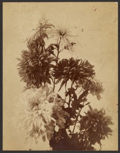 [Chrysanten].