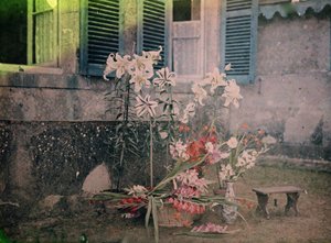 Geschiedenis van de fotografie: Compositie van bloemen