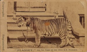 Plassey, de huisdier tijger van de Royal Madras Fusiliers
