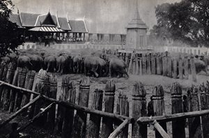 De koninklijke olifanten van Bangkok door Unknown photographer