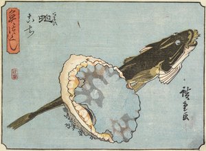 Abalone en Platkop, 1830-1844