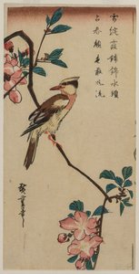 Zwartnek Oriole (Koreaanse Zanger) op een Hall Crabapple door Utagawa Hiroshige