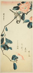 Goudvink op cameliatak door Utagawa Hiroshige